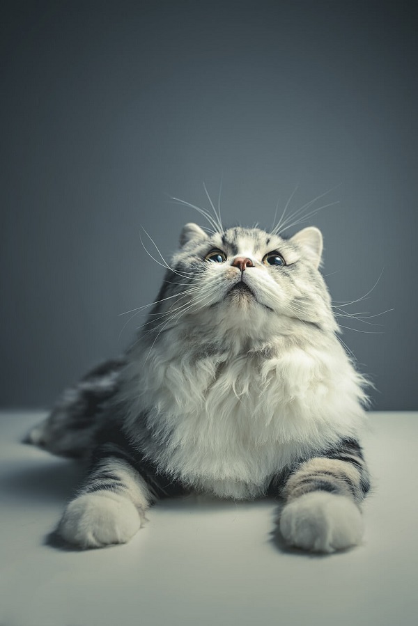 Foto kucing persia