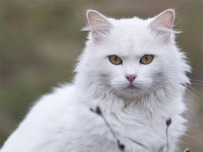 Kucing Persia Putih