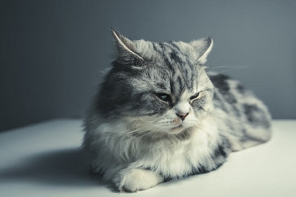 Foto kucing persia imut