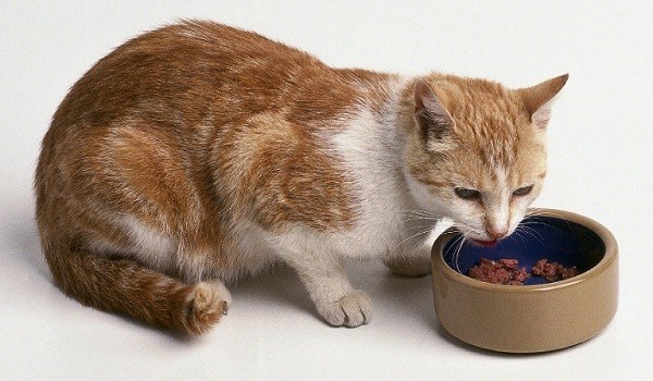 makanan kucing anggora