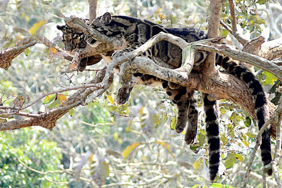 Kucing hutan Dahan Kalimantan
