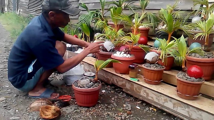 Cara membuat bonsai kelapa bercabang 2
