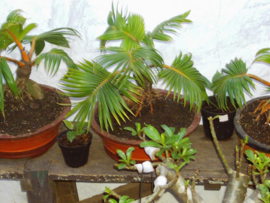 Cara membuat bonsai kelapa bercabang 3