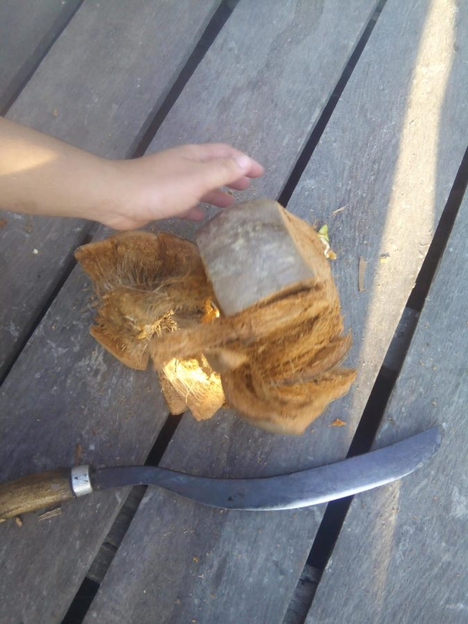 Cara membuat bonsai kelapa bercabang 4