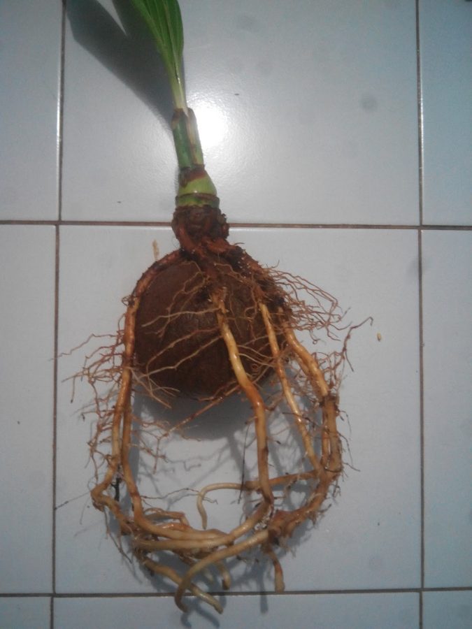 Cara membuat bonsai kelapa bercabang 5