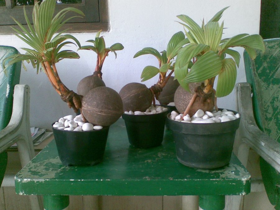 Cara membuat bonsai kelapa bercabang 6