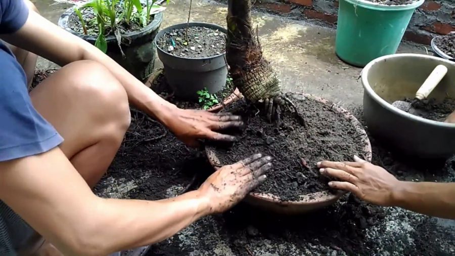 Cara membuat bonsai kelapa bercabang