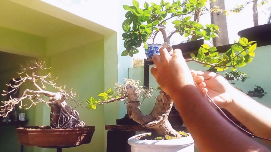 cara membentuk bonsai serut