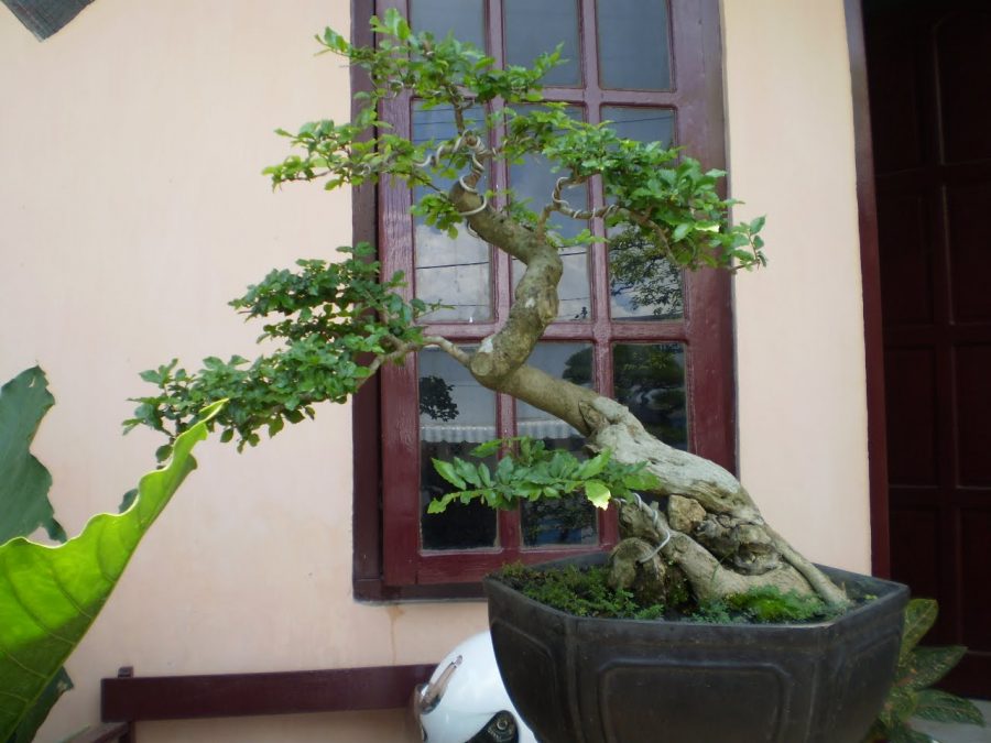 bonsai serut besar