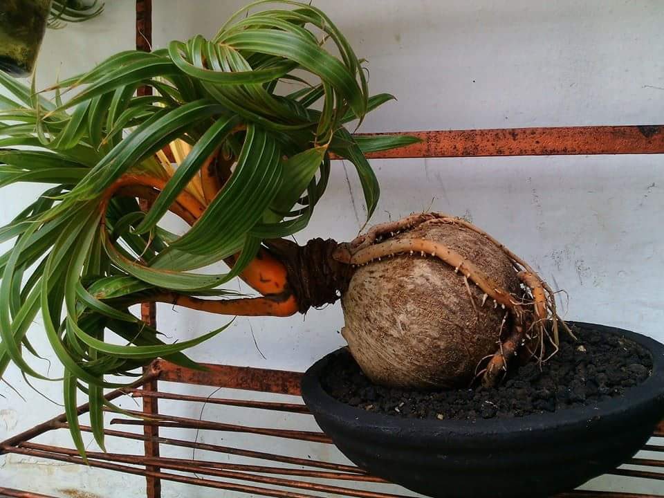 9 Langkah Mudah Cara Membuat Bonsai Kelapa  Bercabang dan 