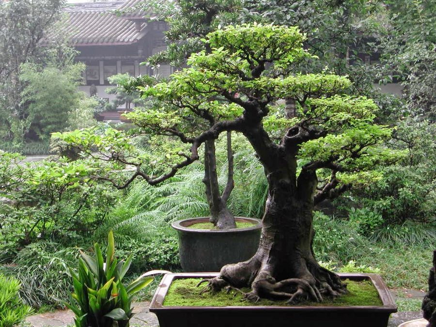 bonsai serut termahal