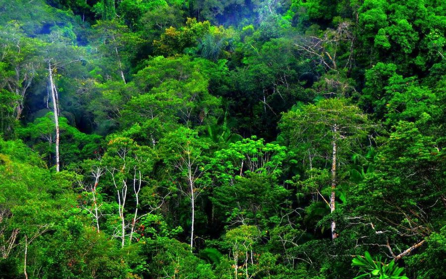 hutan hujan tropis