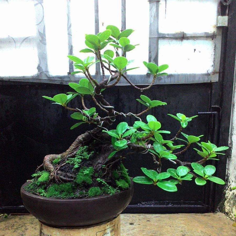 bonsai beringin korea