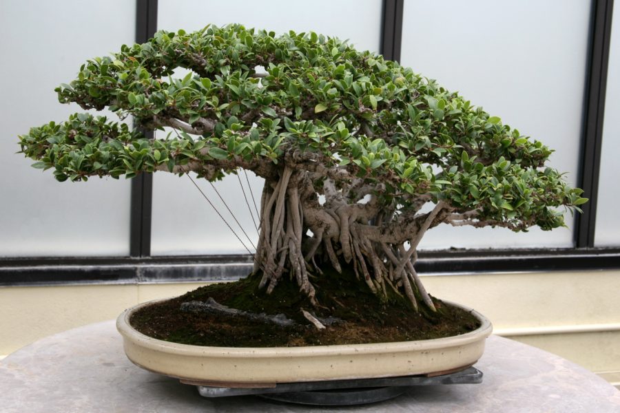 cara membuat bonsai beringin