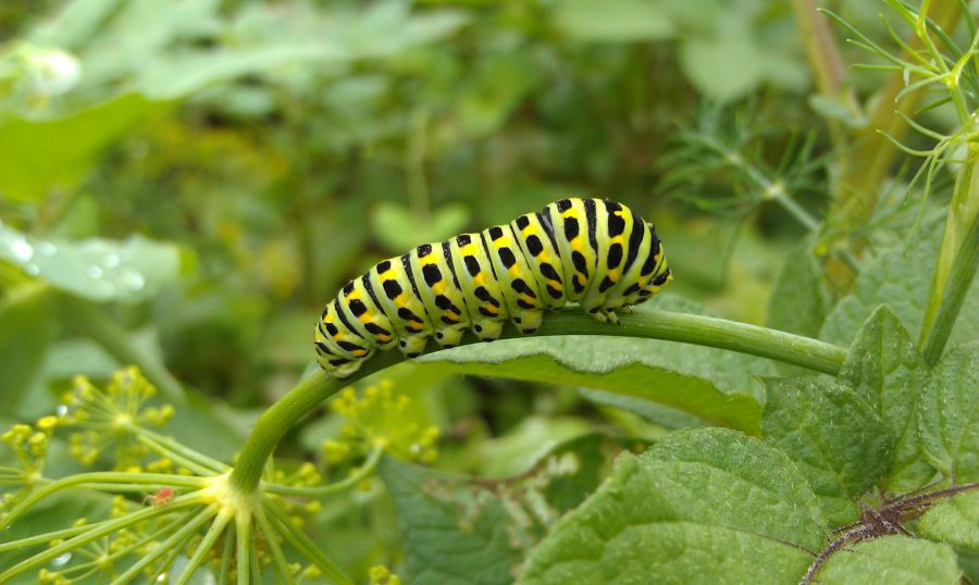 fase larva kupu-kupu