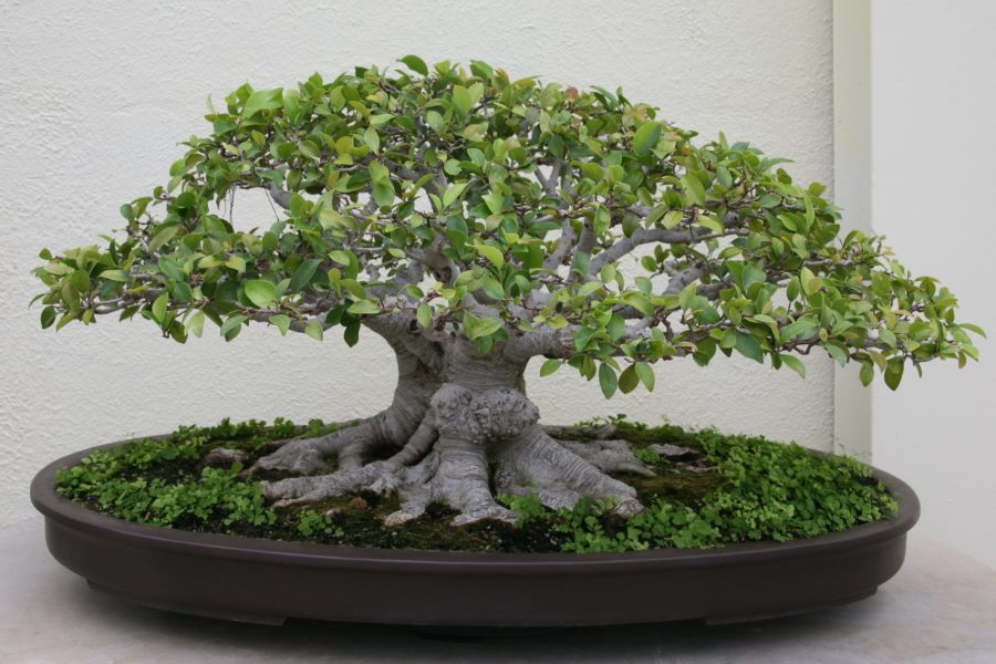 gambar bonsai beringin