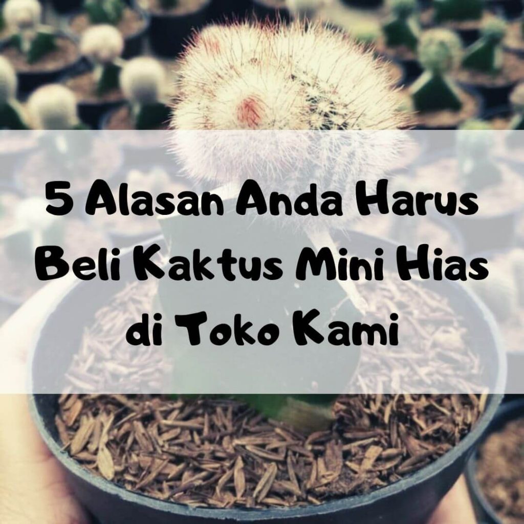 Alasan Anda Harus Beli Kaktus Mini Hias di Toko Kami